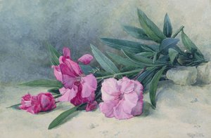 夹竹桃花（水彩画）